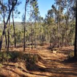 Fotografia floresta local Alojamento local em Proença-a-Nova