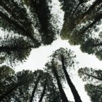 Vista árvores floresta Alojamento local em Proença-a-Nova